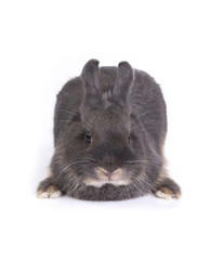 Gray cute rabbit squat and looking forward.