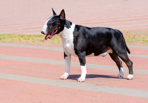 Bull Terrier black and white in profile. Bull Terrier black and white is on the park.
