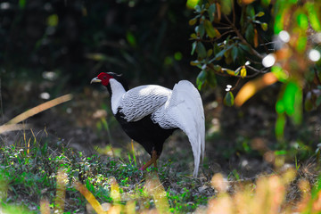 Silver pheasant or Lophura nycthemera (male.)