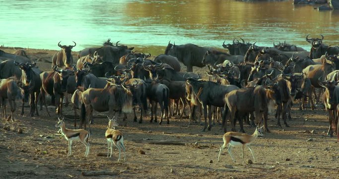 Thomson'S Gazelles & Blue Wildebeest At Mara River; Maasai Mara 10 Sept 2016; Maasai Mara, Kenya, Africa