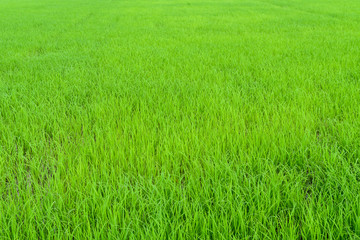 Green rice field.