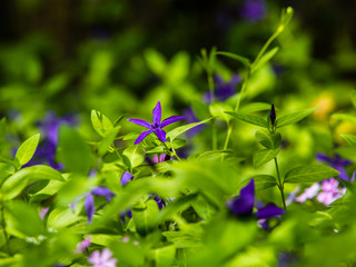 Gonjiam Hwadam Forest