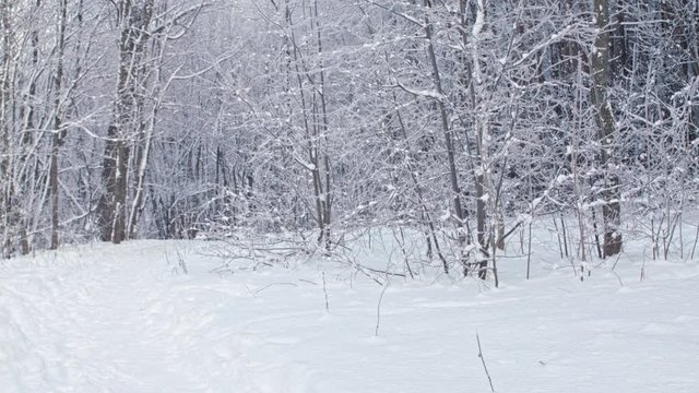 Beautiful white winter forest with bright sunshine on the background. White landscape, grass, trees and bushes, covered with lot of snow and hoarfrost.