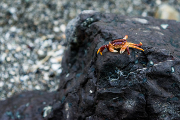 Baby Crab