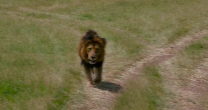 Male Lion Walking; Maasai Mara Day 2; Maasai Mara, Kenya, Africa