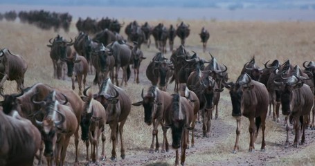 Line Of Wildebeest Migrating On Track; Maasai Mara 4th September 2016; Maasai Mara, Kenya, Africa