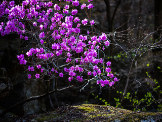 Flowers of the flower of Hwaya