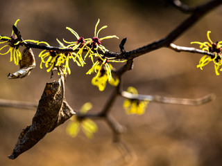 A feast of spring flowers at Hantaek Botanical Gardens