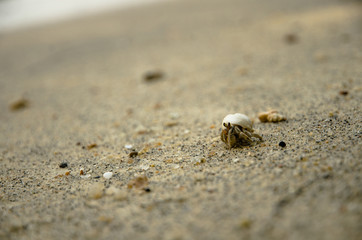 Hermit Crab walking on the beach.