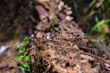 Close up of a fallen and decaying old branch on the forest floor. Haphazard yet intricate and beautiful patterns in nature.