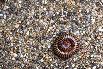 Millipede is curled on the floor