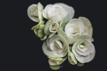 Obraz na płótnie Canvas white roses art black background
