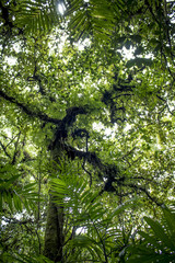 Palm Trees and Ferns Growing up towards the Sky on Mombacho Volcano, Nicaragua