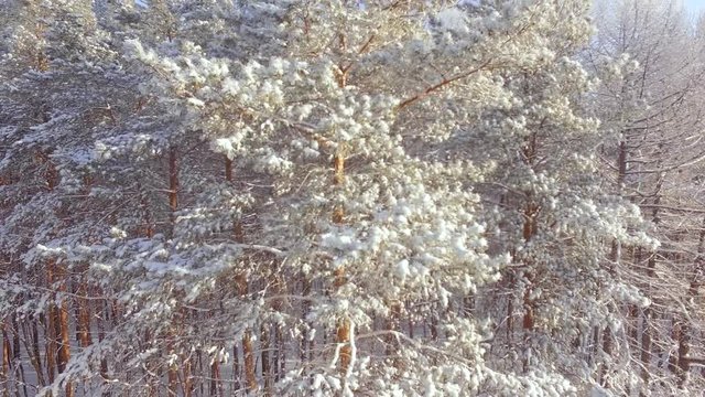 AERIAL: A close-up of a snow-covered pines from the air. Branches, covered with hoar frost. Frozen fairy forest, white landscape. Soft morning sunlight.