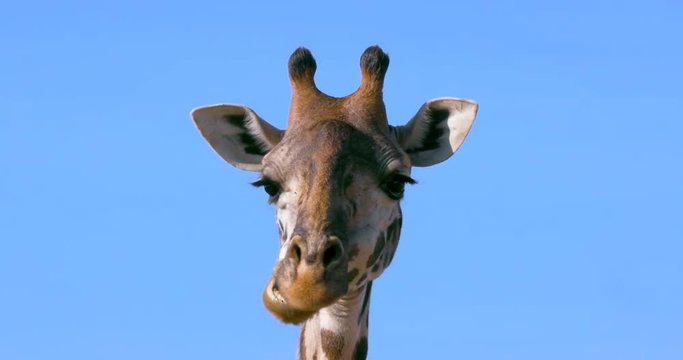 Masai Giraffe Chewing The Cud; Maasai Mara 7 Sept 16 Am; Maasai Mara, Kenya, Africa