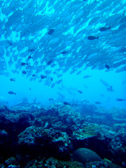Naklejka na ściany i meble Big school of fishes, Bigeye trevally, Palau, Ocean Pacific