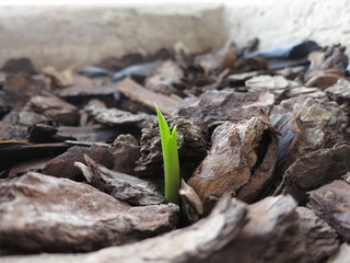 Growing plant thru mulch