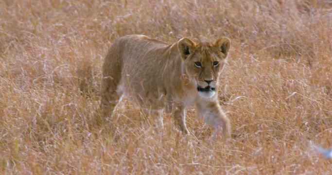 Lion Cub Walking In Grass; Maasai Mara 6 Sept Am; Maasai Mara, Kenya, Africa