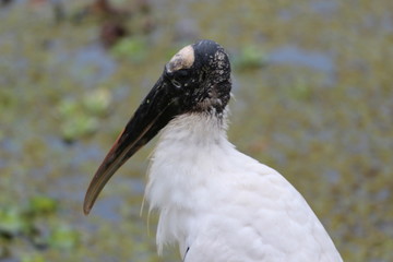 A Florida wood stork sitting near the swamp 