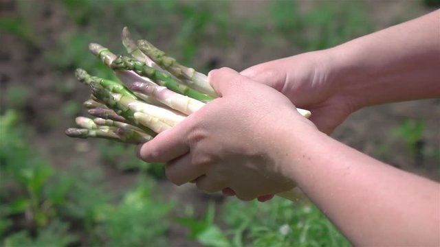 High quality video of hands holding asparagus in real 1080p slow motion 250fps