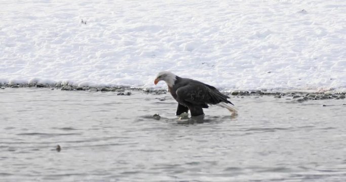 Hooked on Salmon - A bald eagle hooks and drags a spawning chum salmon from the Chilkat River on to the snow covered river bank. Bald Eagle Preserve, Haines, Alaska. 