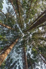 Looking up in between tall trees III.