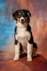 Fototapeta premium Australian Shepherd