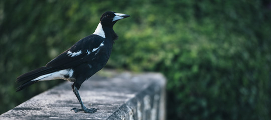 Australian magpie outside during the day time.