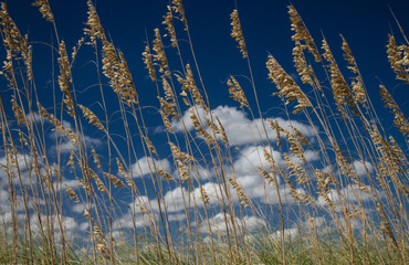 Sea Oats in the Dunes