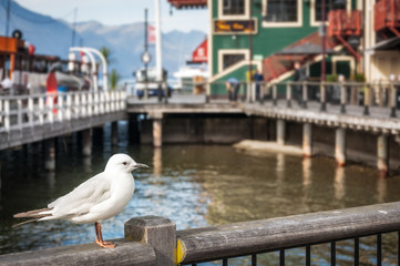 A Seagull at the pier in Queenstowns harbour, a holiday destination popular with tourists and locals in Otago Region, New Zealand.