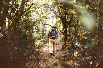 Obraz premium Trekking alone in a forest