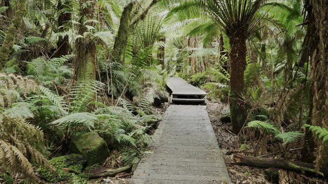 3 axis gimbal shot walking along a rainforest boardwalk at hopetoun falls near the great ocean road, victoria
