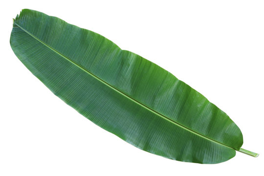 Fototapeta Fresh whole banana leaf isolated on white background