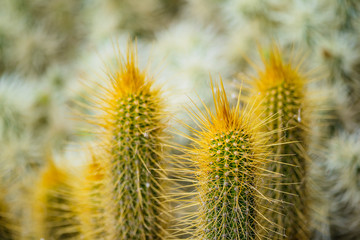 Obraz premium A huge variety of cacti in the cactus garden. Lanzarote. Canary Islands. Spain