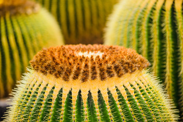 A huge variety of cacti in the cactus garden. Lanzarote. Canary Islands. Spain