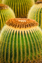 A huge variety of cacti in the cactus garden. Lanzarote. Canary Islands. Spain