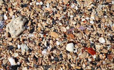 Details of colorful shells and rocks on the beach background