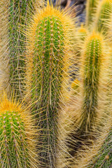 A huge variety of cacti in the cactus garden. Lanzarote. Canary Islands. Spain