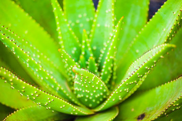 A huge variety of cacti in the cactus garden. Lanzarote. Canary Islands. Spain