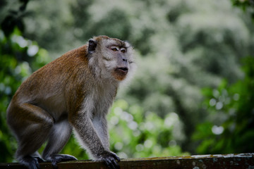 Formosan Rock Macaque Monkey
