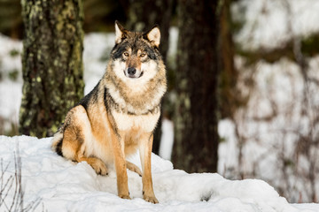 Gray wolf, Canis lupus, sitting and looking in camera with snow and forest in the background.