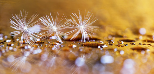 Spring nature concept - golden web banner of dandelion white flowers with water drops © Reddogs