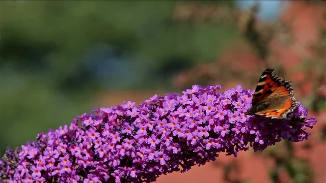 Small Tortoiseshell Butterfly (Aglais Urticae); Butterflies; Buddleia Davidii Bush In Garden