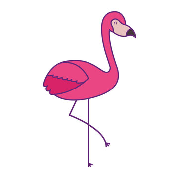 pink flamingo bird exotic image vector illustration