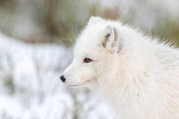 Arctic fox with winter fur, male animal, looking to the left, snow and bushes in the background.