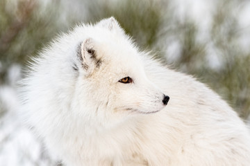 Obraz premium Arctic fox with winter fur, looking to the right, close- up with snow and bushes in the background. Male animal.