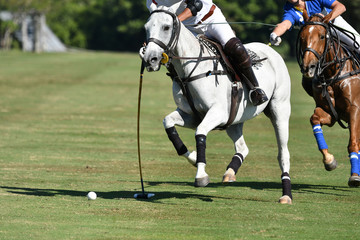 Horse Polo Player battle in match