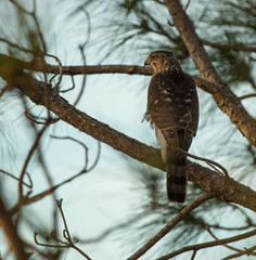 red tailed hawk is perched in the treeline watching the sunset