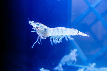 Shrimp swimming in the water. Unusually, she is not like those that we eat.