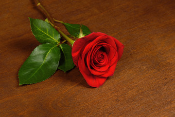 One red rose on a dark background close-up.